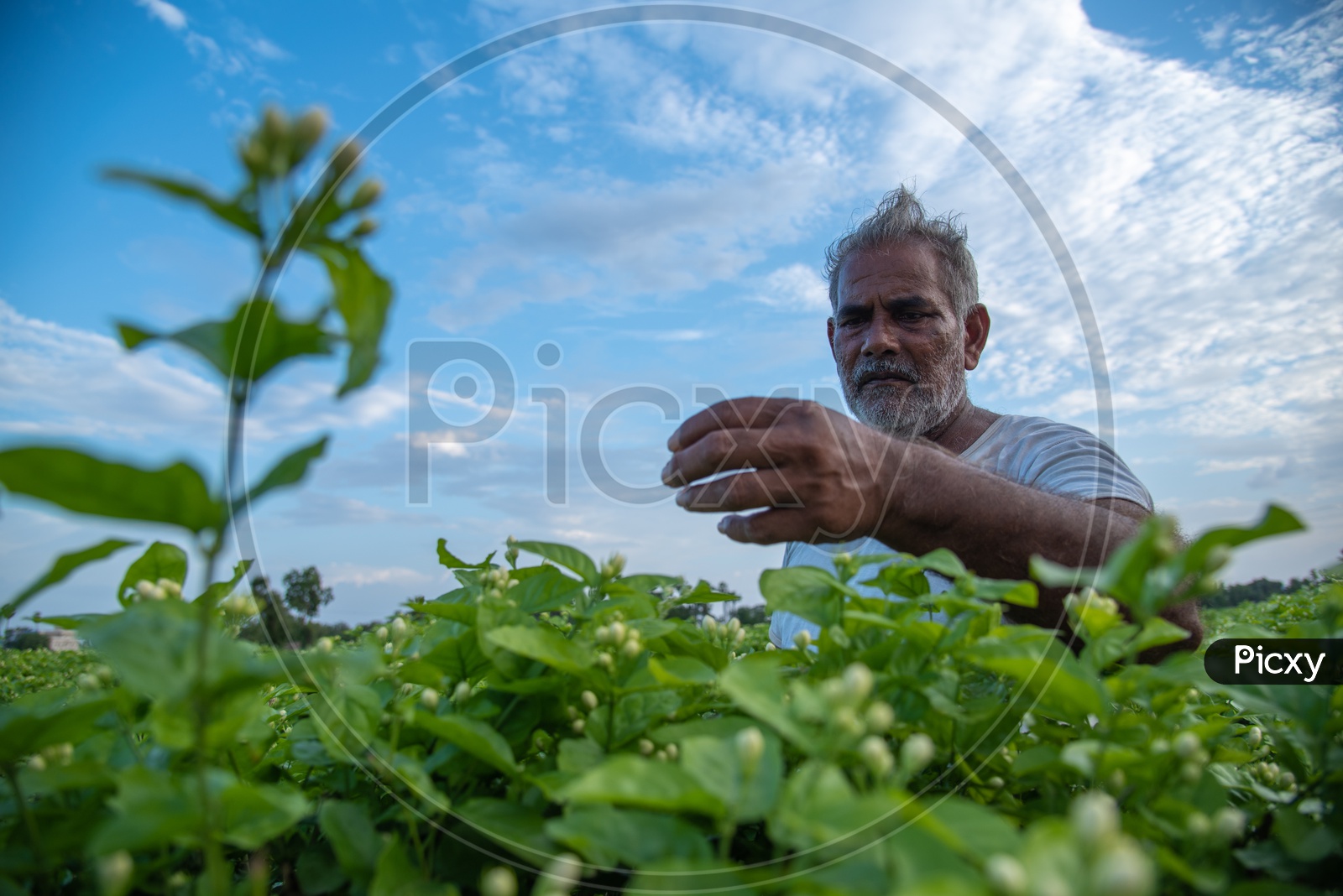 Image of A farmer plucking flowers from his jasmine Flower field in