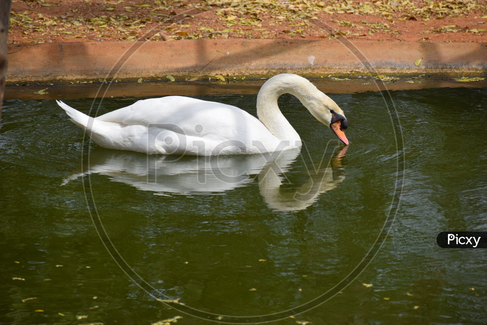 reflected swan