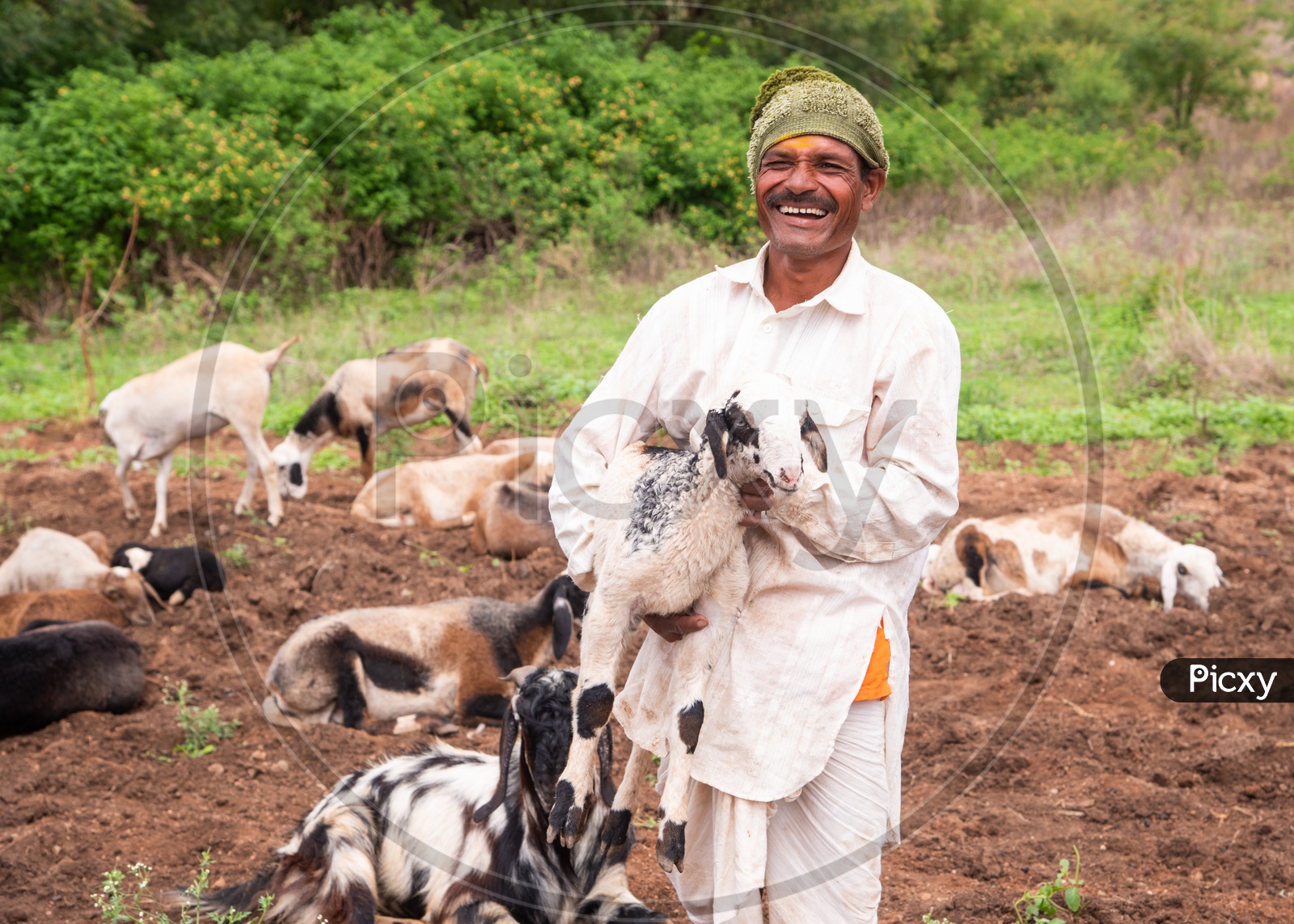 A Happy Shepherd in a village in Maharashtra