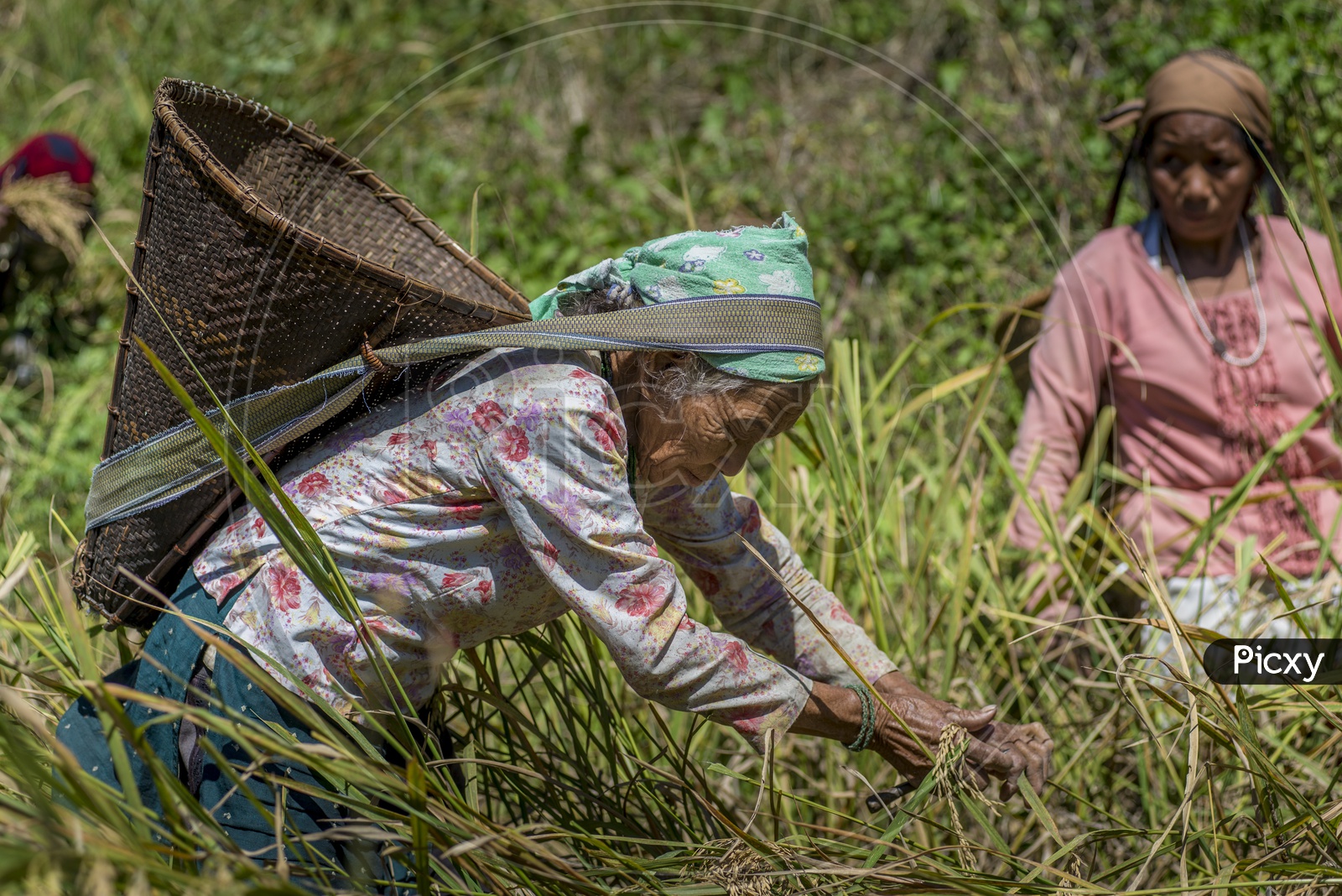 Old Woman taking rice grains in Daporijo to Aalo, Bararrupak Village