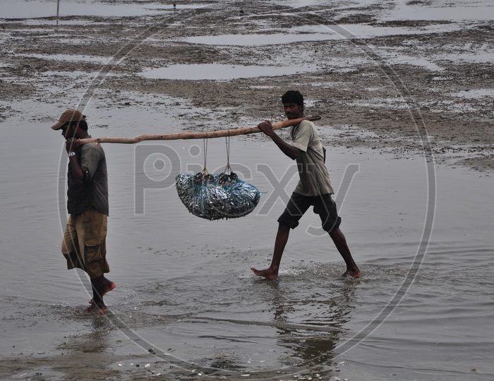 Men Carrying Fishes in Fishing net
