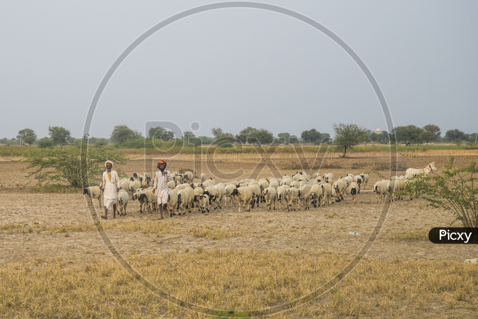 Shepherd Flock Sheep in Soda Village, Jaipur