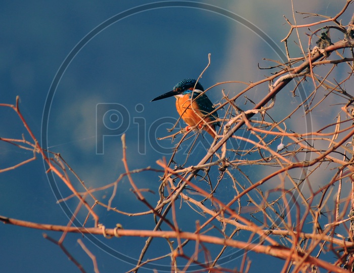 River kingfisher