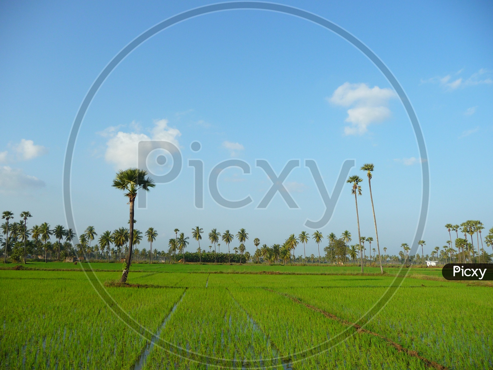 Agriculture Fields