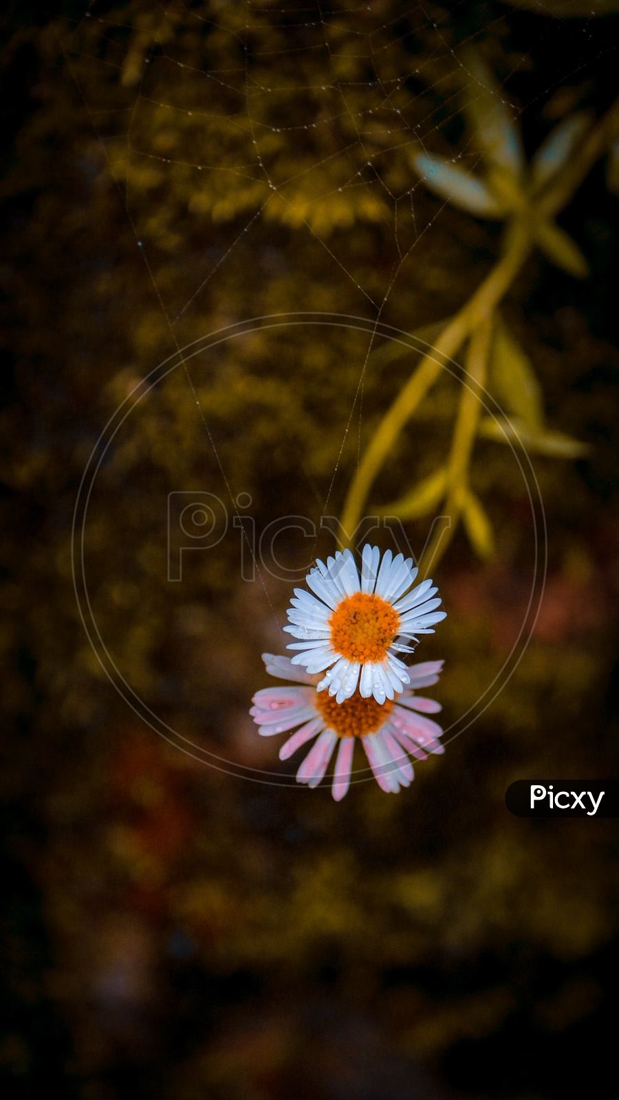 Image of Flower-JX060613-Picxy