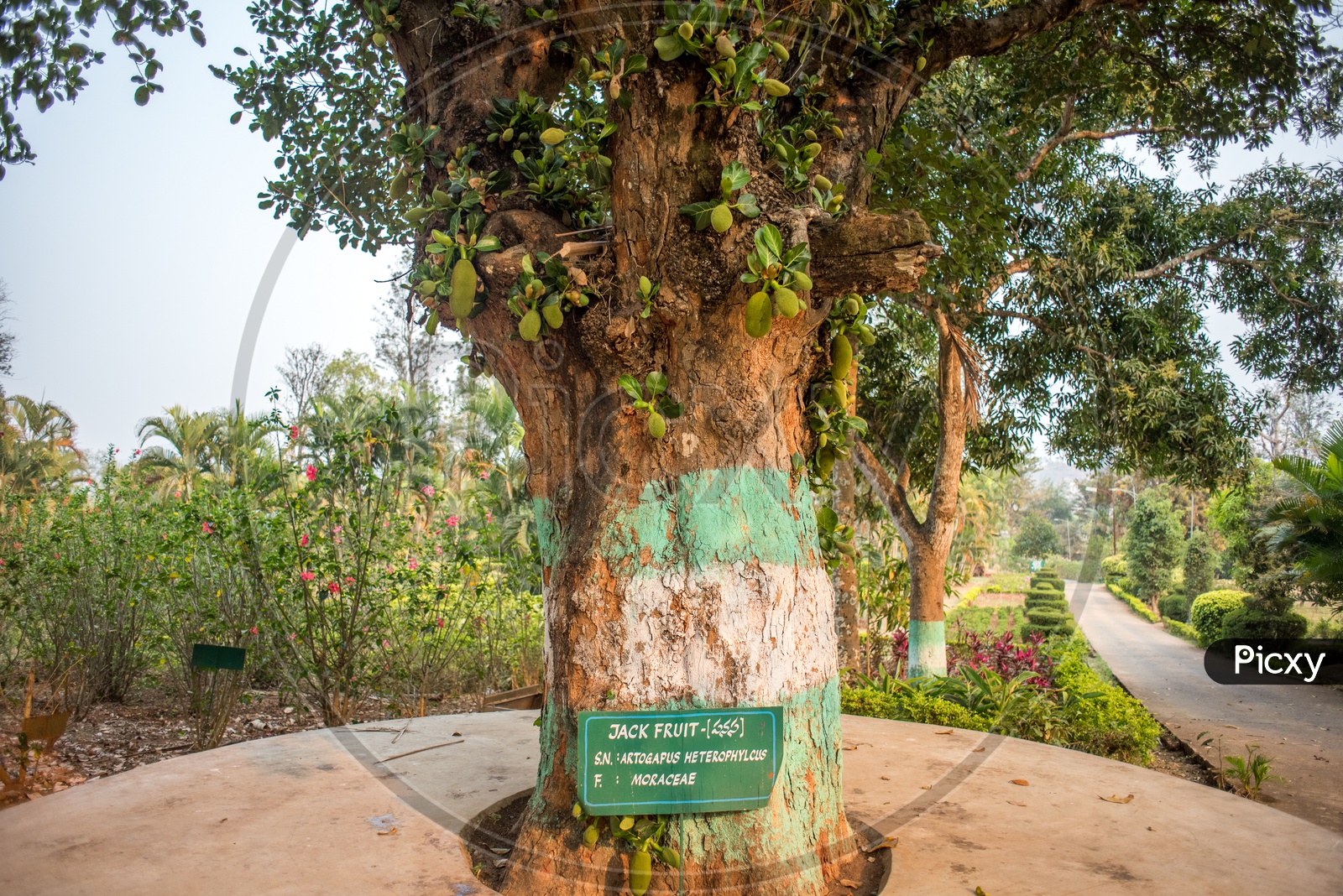 jack fruit tree in botanical garden