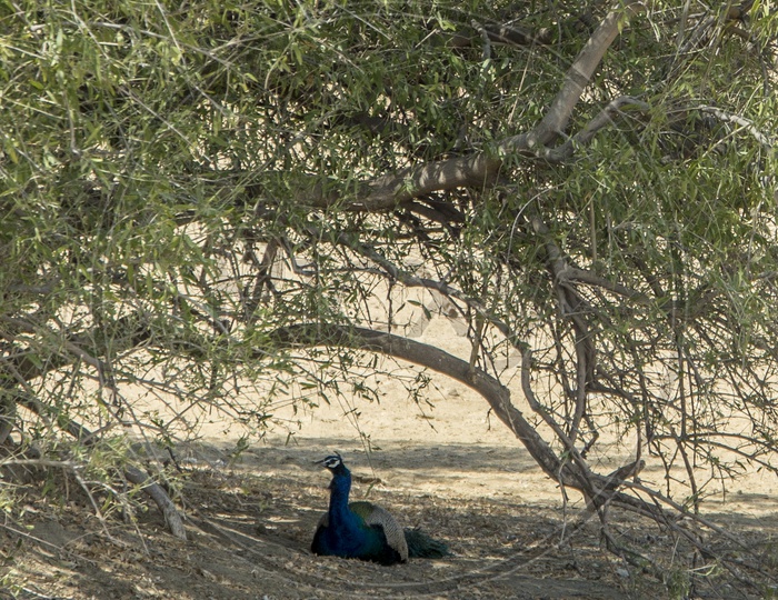 Peacock resting under a Tree near Khaba Fort