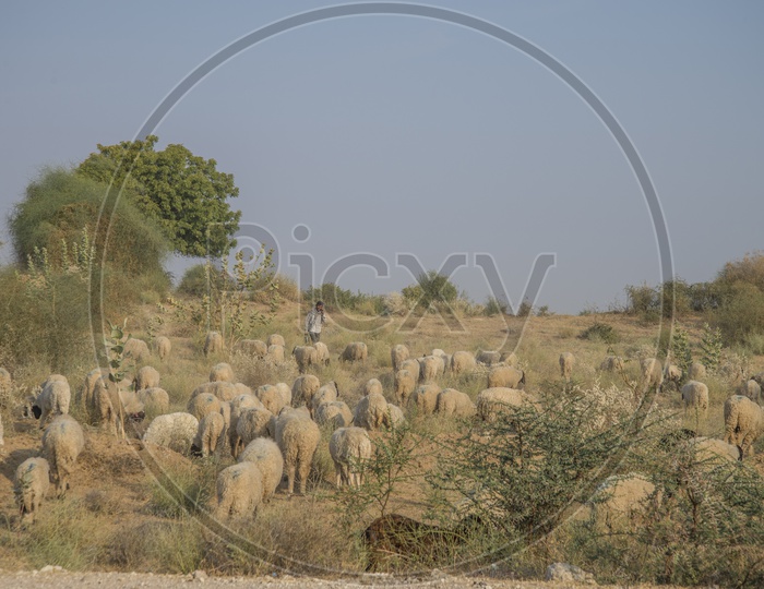 Shepherd flock Sheep in Jaisalmer