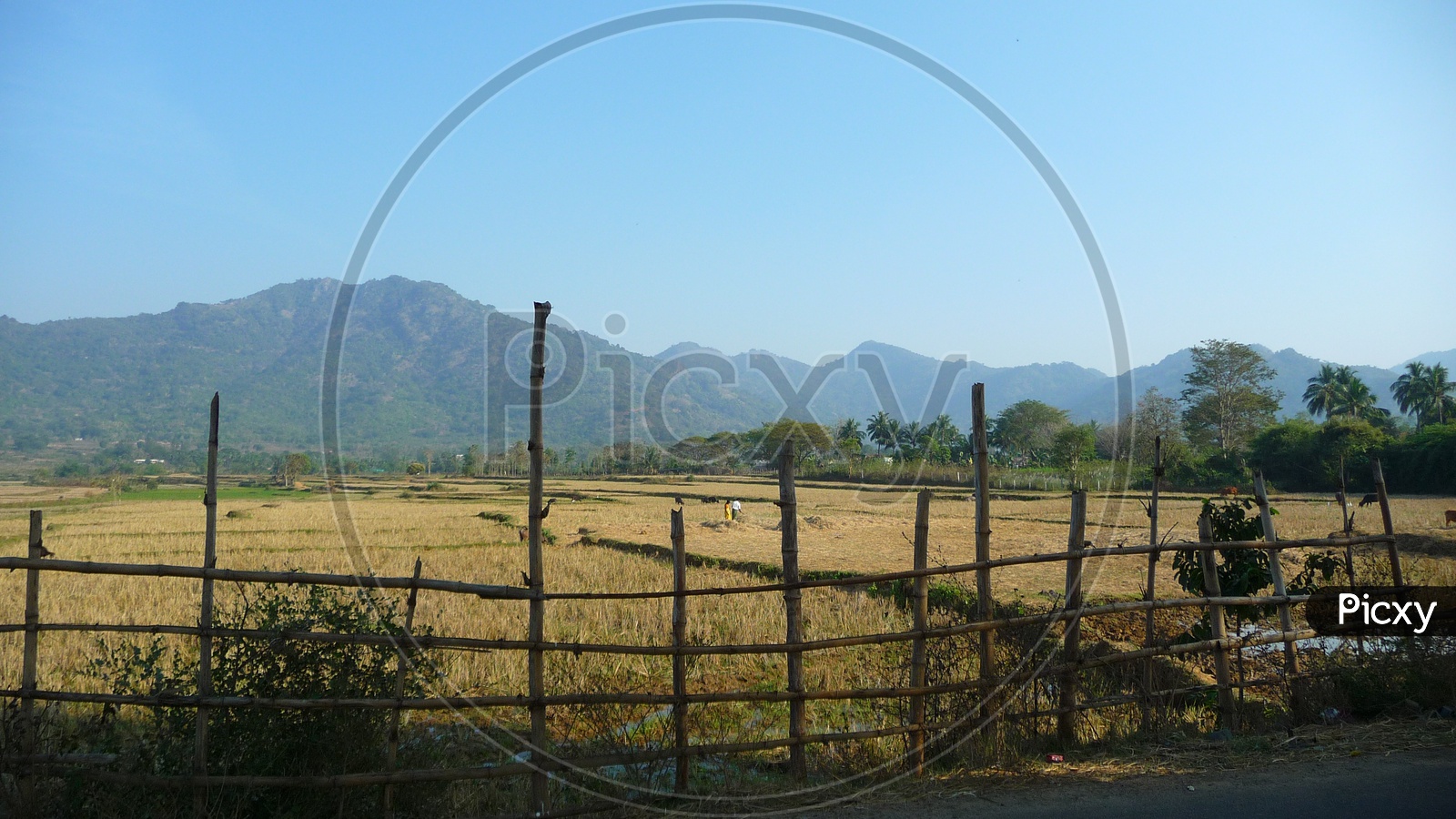 Agriculture fields in Seethampeta