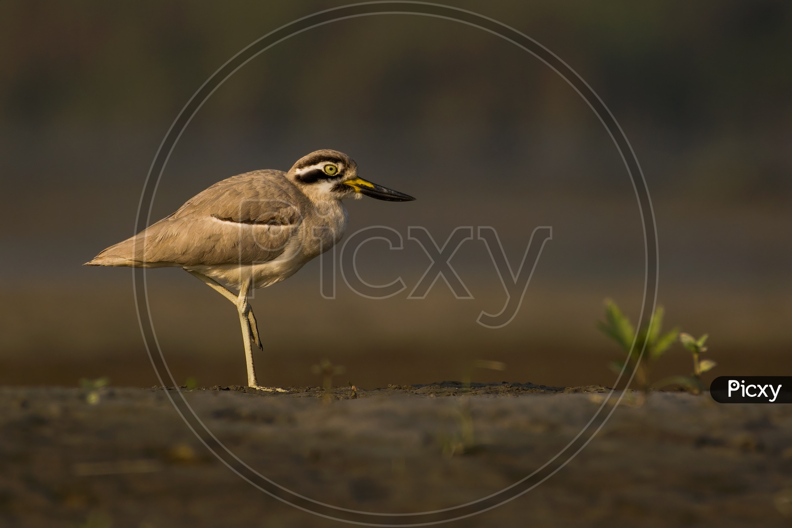 Great stone curlew or Great thick knee