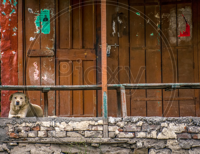 A little pup chilling on the Manali streets