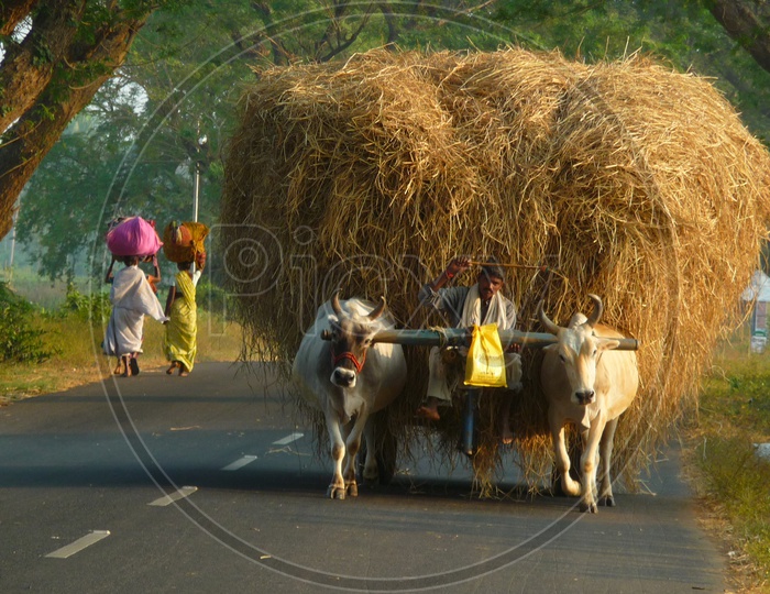 Bullock cart with Grass load