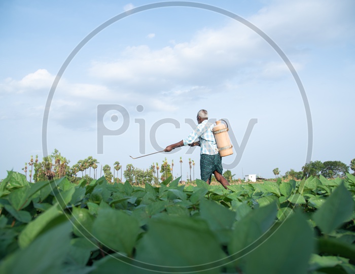 a farmer spraying Pesticides in Black gram/ Minumulu/Minapappu Crop.
