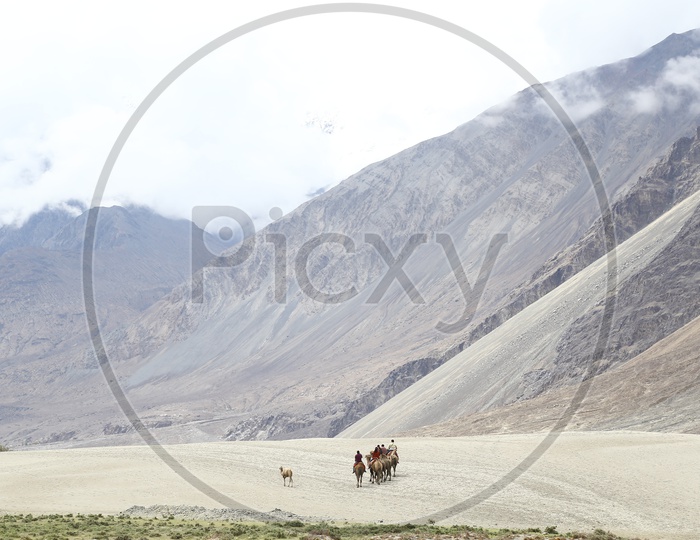 Bactrian camels in Sand Dunes, Nubra Valley