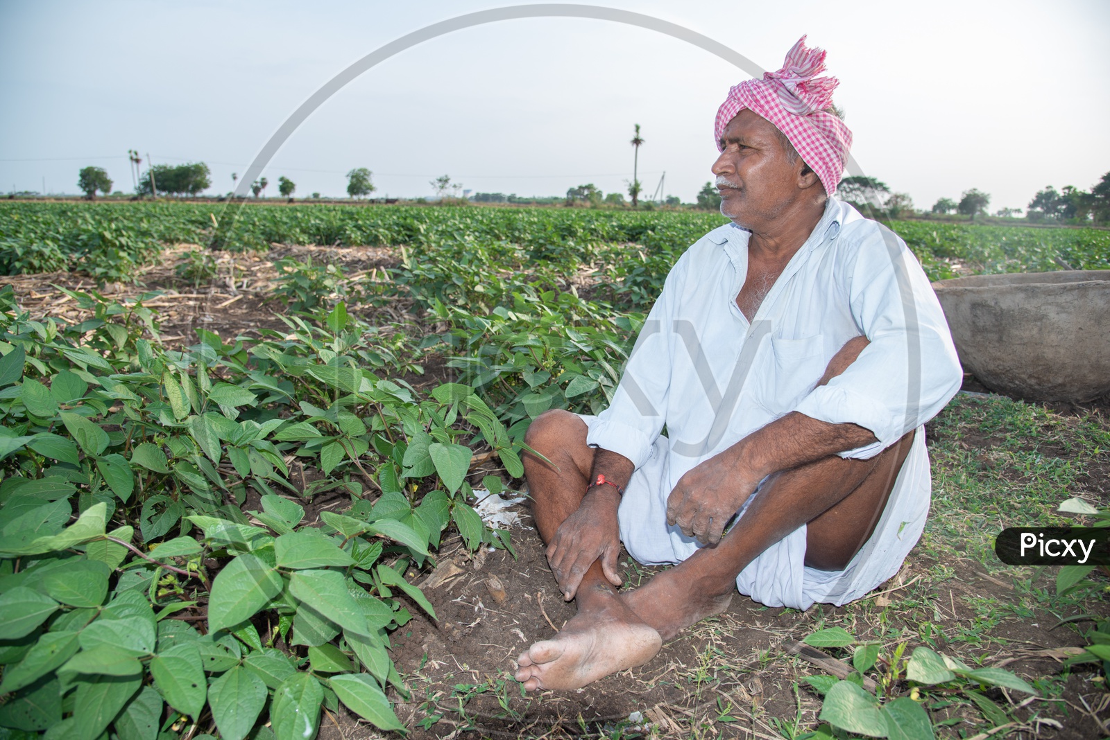 A farmer in his Minumu/Black gram Crop