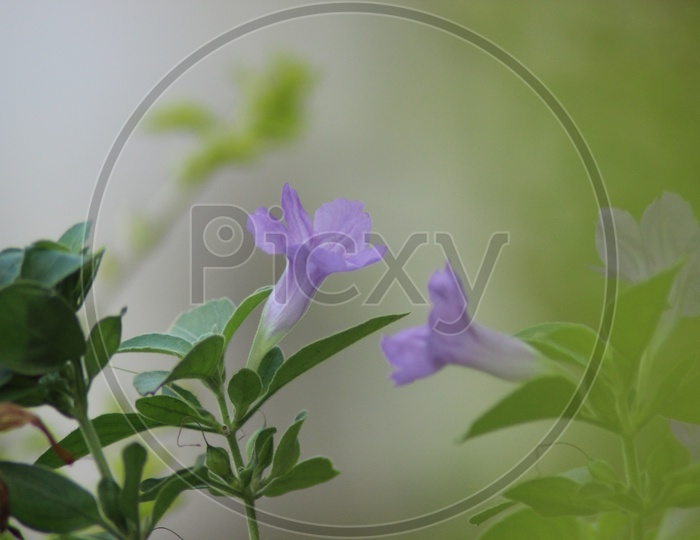 lavender flowers