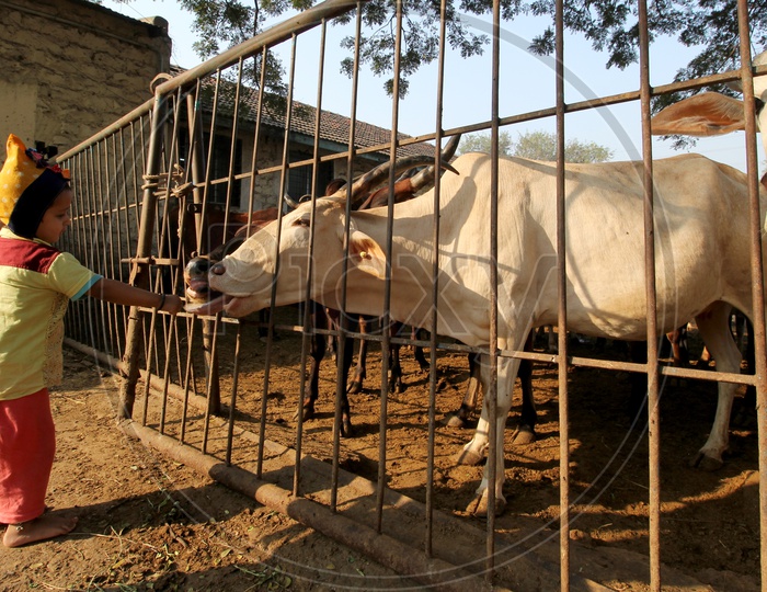Animal love at Shree Panjarpol Sanstha