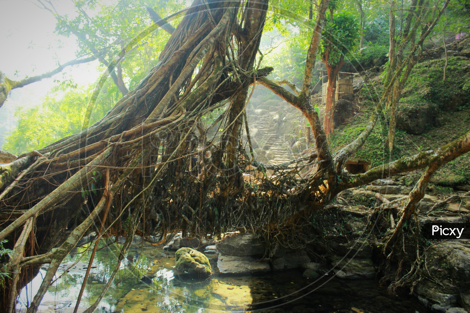 Living root bridge in Mawlynnlong