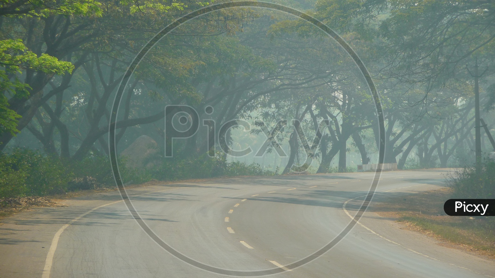 Road covered with Trees