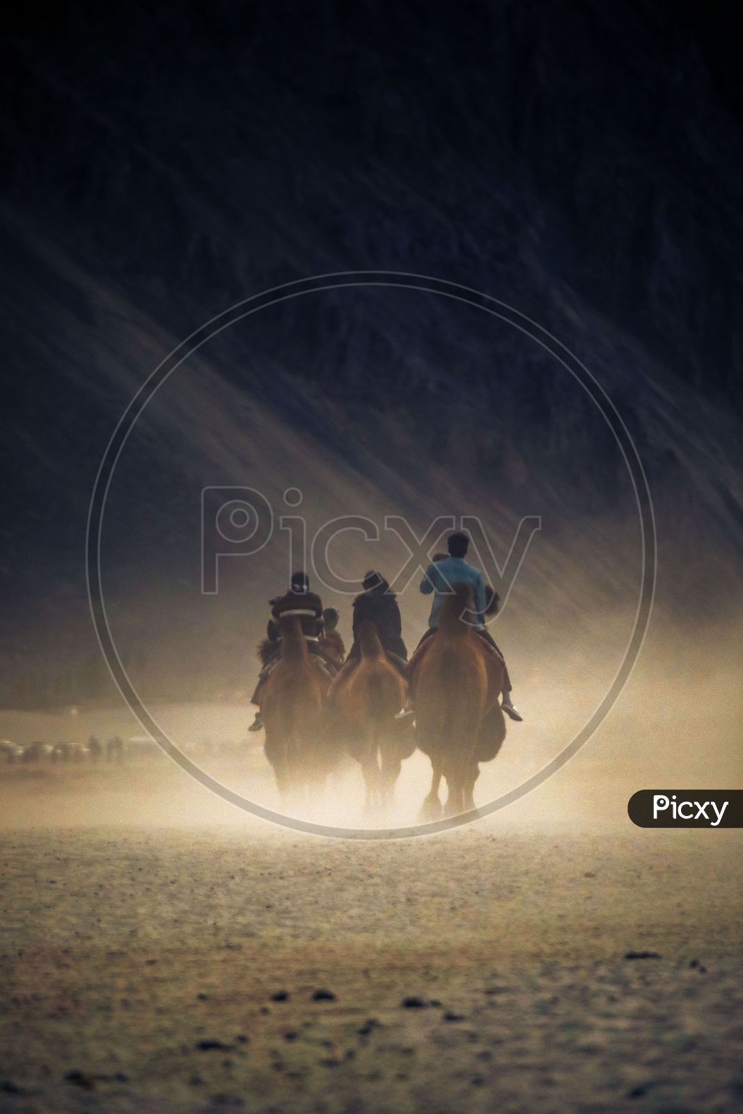 Tourists at Nubra Valley riding on Arabian Camels crossing Sand Dunes.