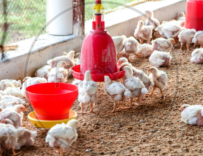 Chickens in Poutlry Farm