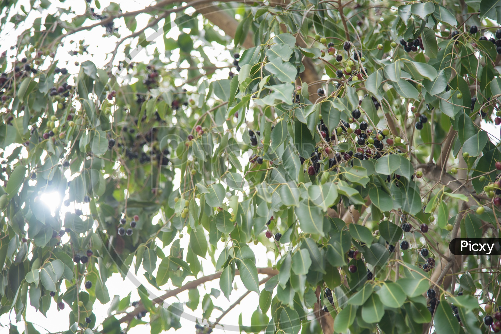 Jamun/Jamoon/Black plum fruits hanging on a Jamun tree