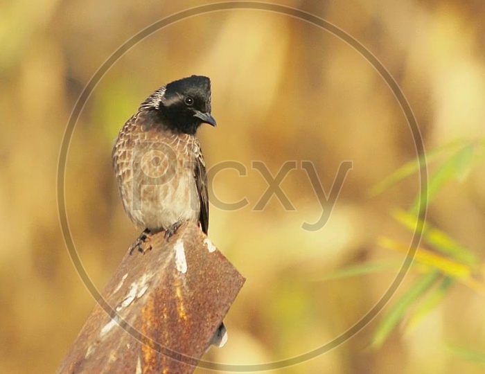 Golden hour - in Frame ( RED VENTED BUL BUL