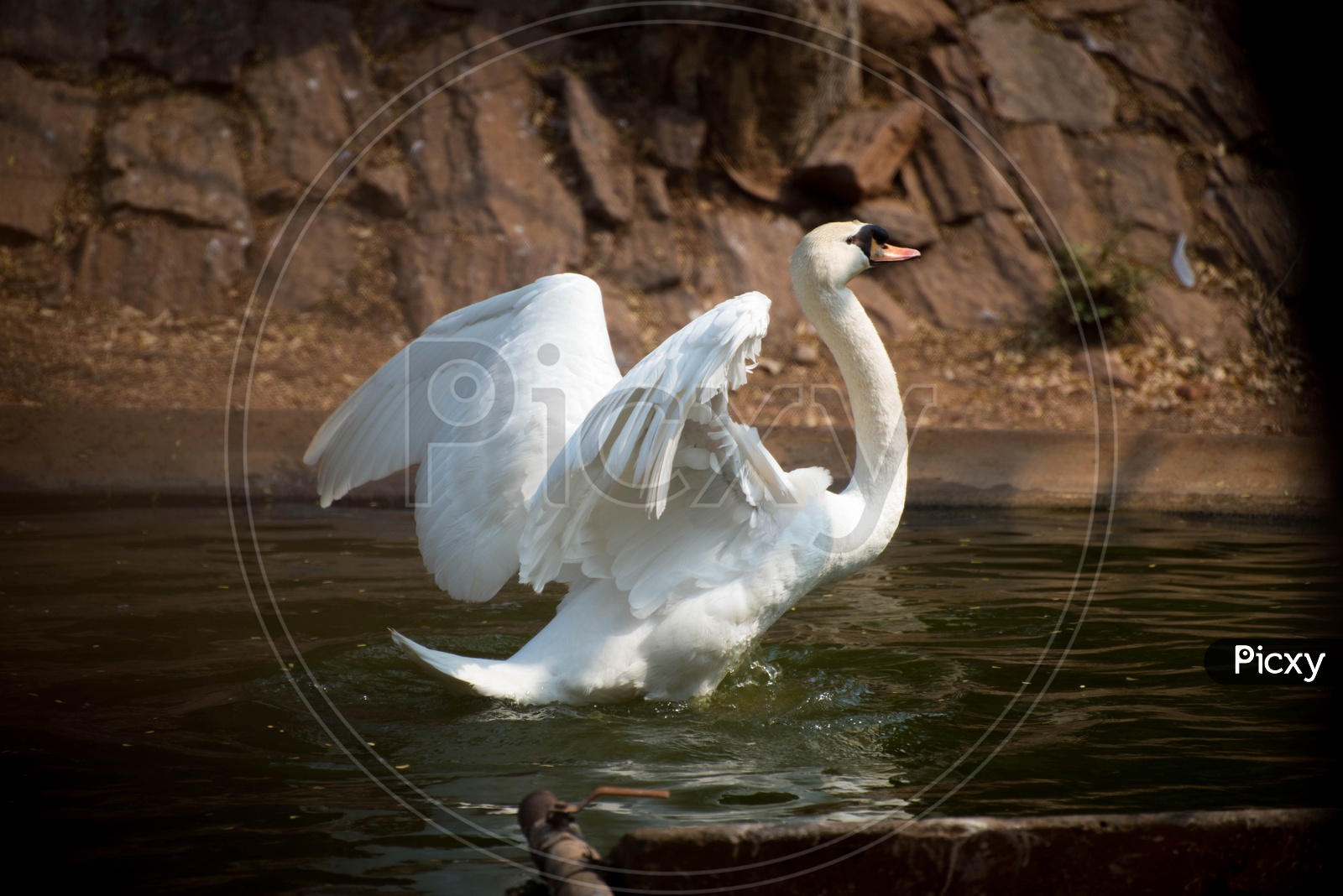 Wide open wings of Mute Swan