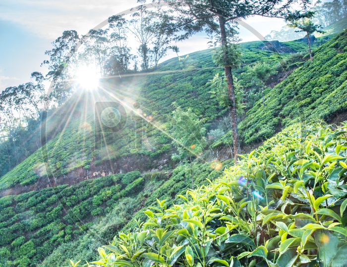 Munnar Tea Plantations, Kerala