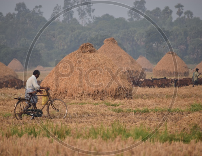 Harvested Paddy