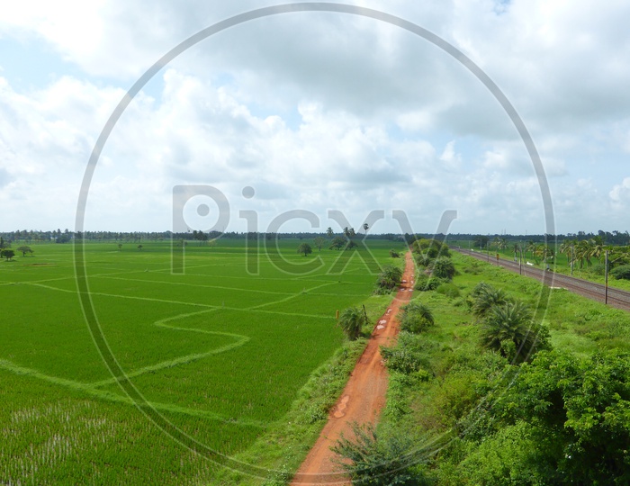 Lush Green Agriculture Fields of East Godavari