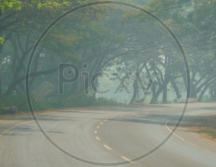 Road covered with Trees