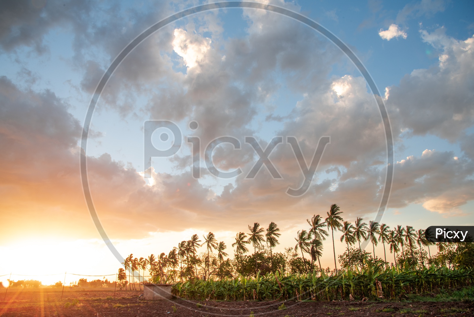 Banana and Coconut Fields during sunset