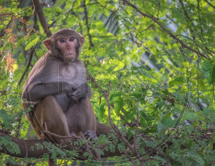 Rhesus Macaque (Macaca Mulatta)