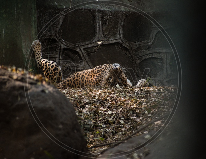 An image of a leopard in laziness sleeping on his back  with a feet upward