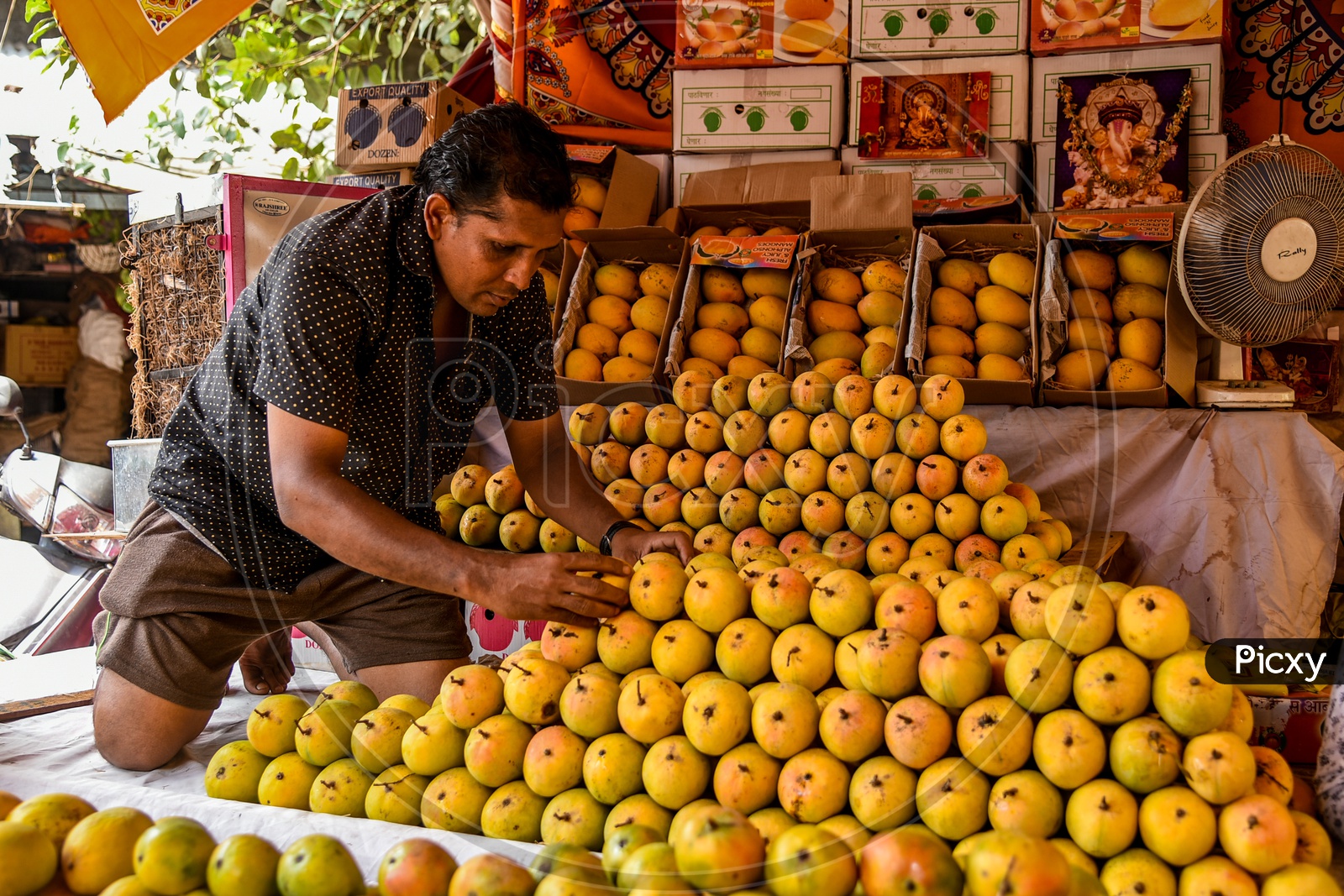 Vendor putting up Ratnagiri Mangoes for display & sale.