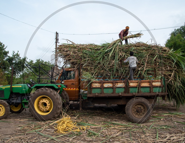 Loading sugarcane crop onto trucks
