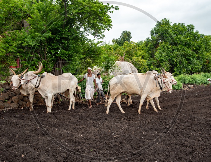 Ploughing fields with cattle in a village in Maharashtra
