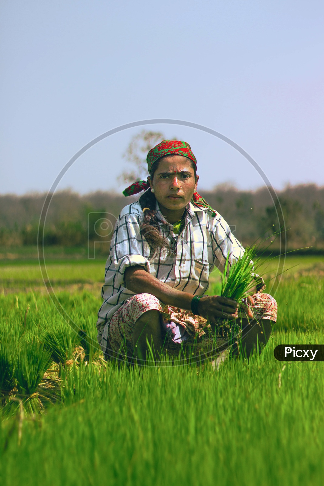 A working women in rice field