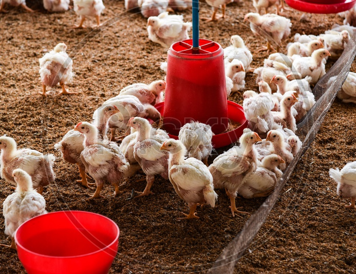 Chickens in Poultry Farm