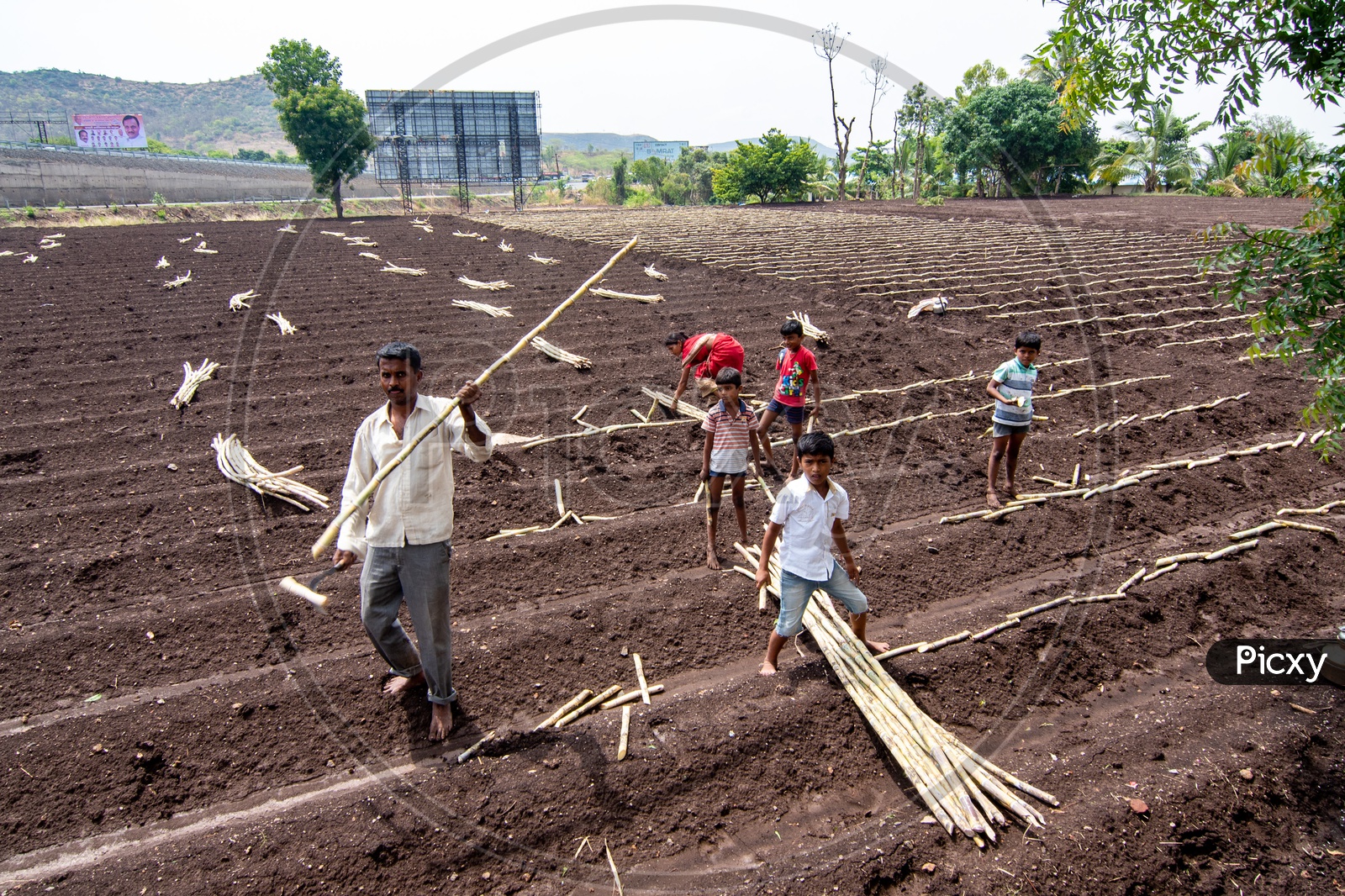 Farmer and his family at a Sugar Cane field near Pune
