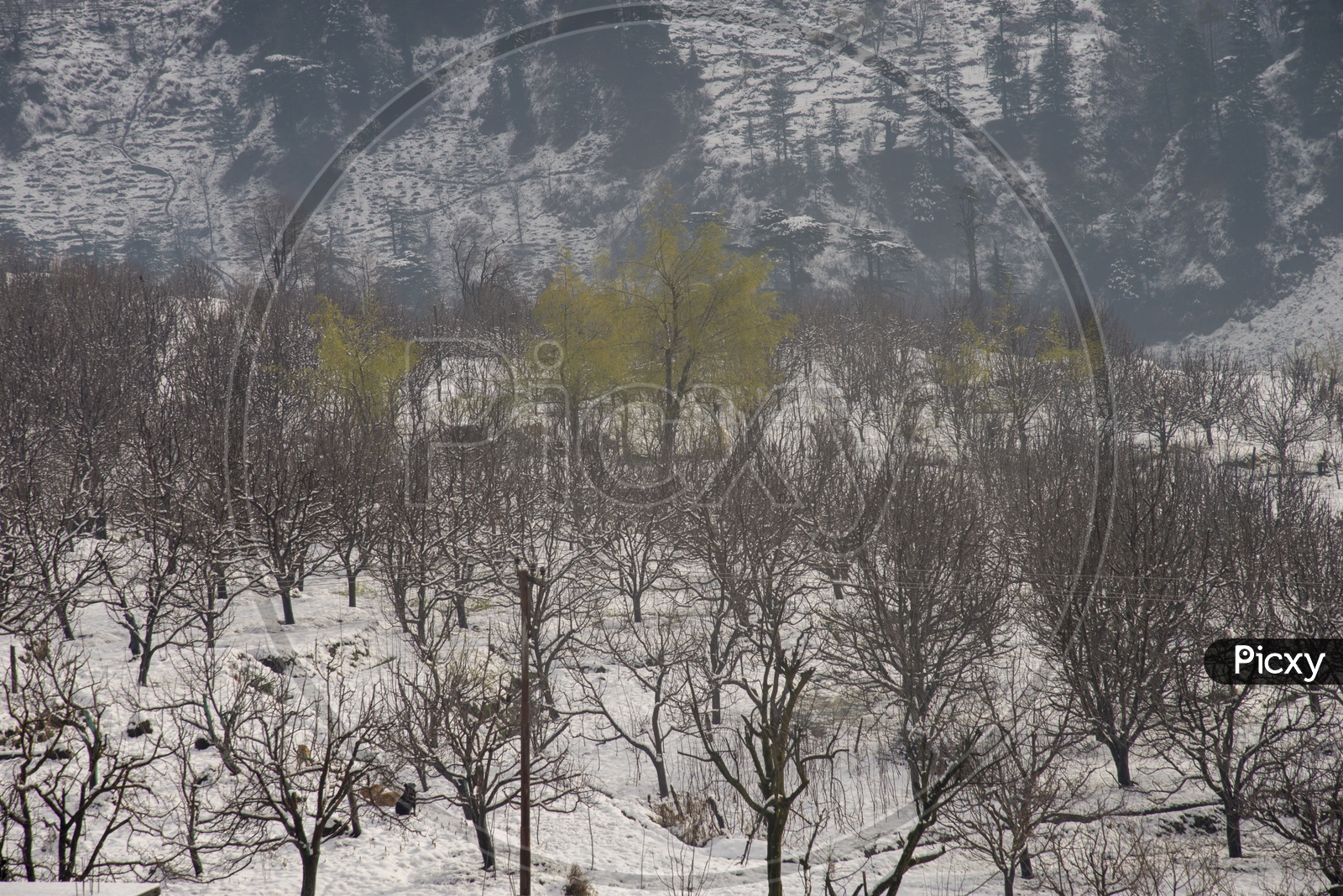 Snow Capped Trees at Manali