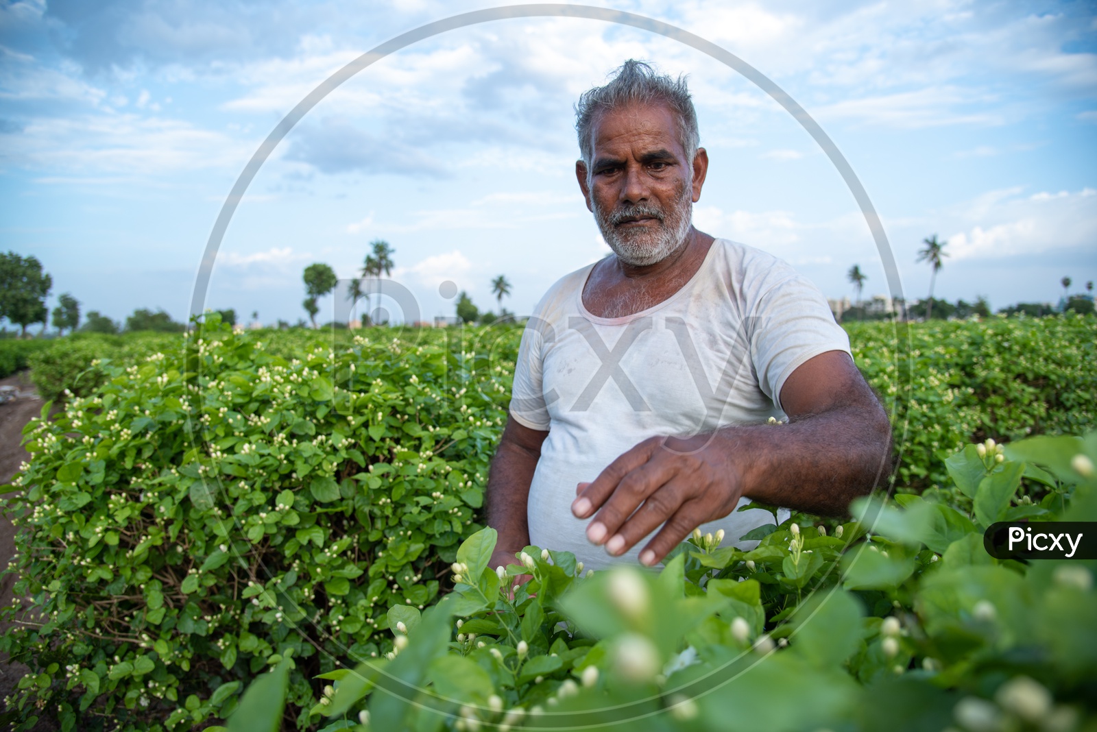 Image of A farmer plucking flowers from his jasmine Flower field in