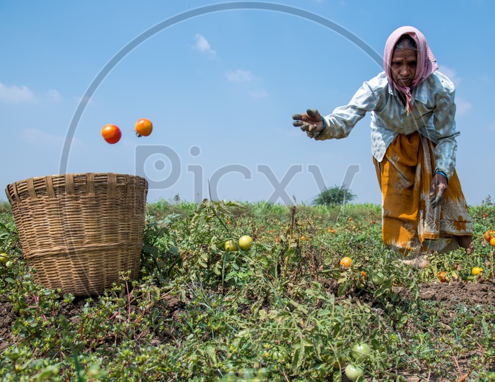Collecting Plucked tomatoes into a basket.