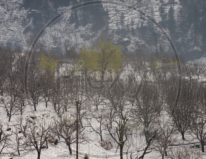 Snow Capped Trees at Manali