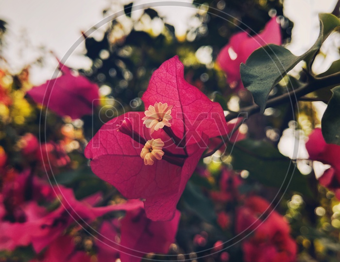 Love is the flower and bokeh