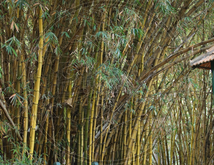 forest bamboos