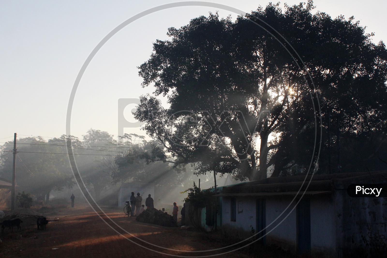 Winter morning  at a village in Odisha