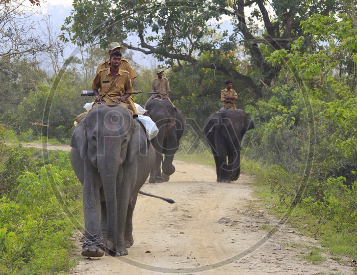 Wildlife Sanctuary in Assam(Kaziranga National Park).