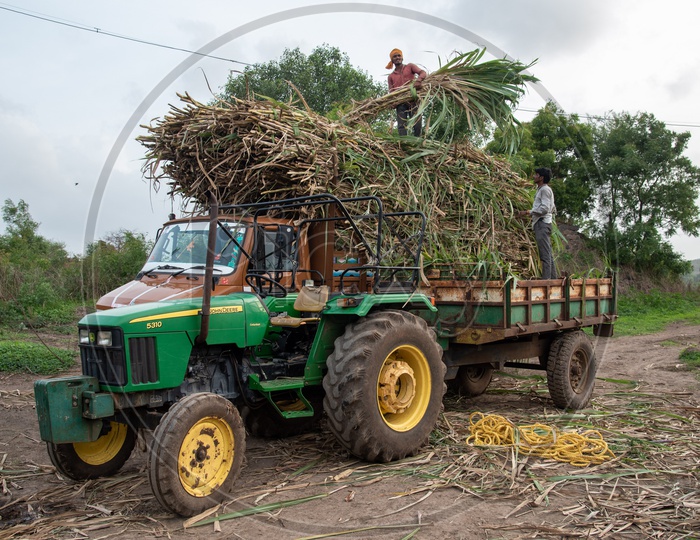 Farmers loading sugarcane crops